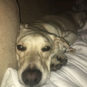 Meet your Posher, Ginny